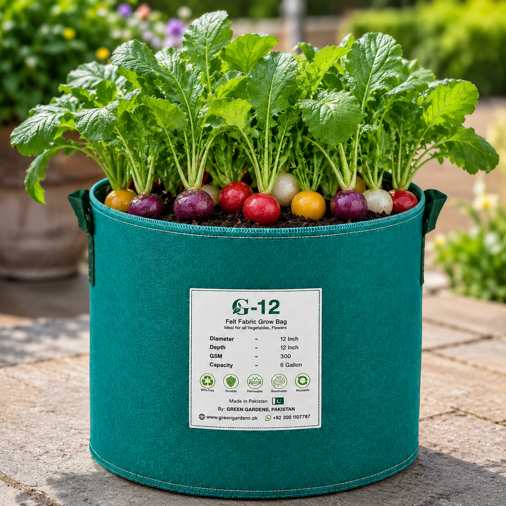 Rainbow Radish Mix with colourful red pink purple and white roots – winter radish seeds for kitchen gardening in Pakistan