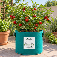 Healthy Red Ball Chilli plant with distinctive round green and bright-red fruits – round hot chilli seeds for home gardening in Pakistan