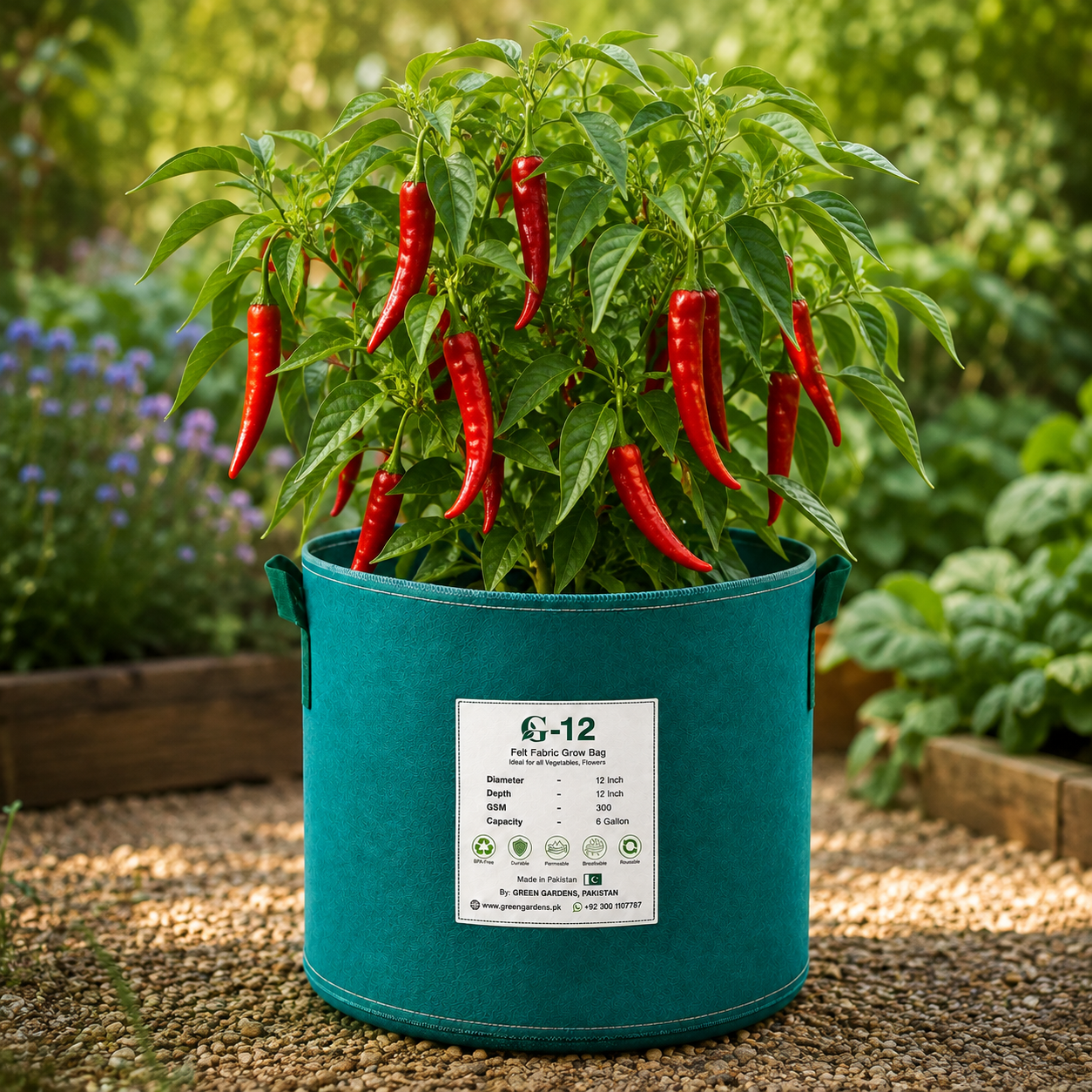 Long red chilli peppers approximately 7–8 inches with green foliage – chilli seeds for home gardening in Pakistan