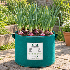 Fresh red onions with reddish-purple bulbs and healthy green tops – Red Onion seeds for winter and home gardening in Pakistan