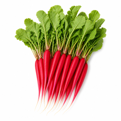 Red Long Heirloom Radish with elongated red roots and crisp white flesh – winter radish seeds for home gardening in Pakistan