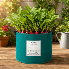 Red Long Heirloom Radish with elongated red roots and crisp white flesh – winter radish seeds for home gardening in Pakistan