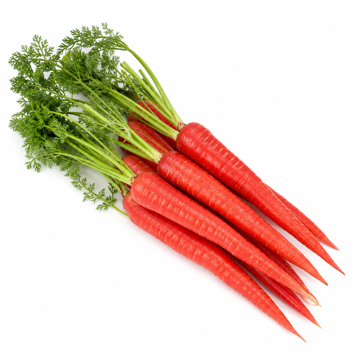 Carrot Red Seeds (WINTER)