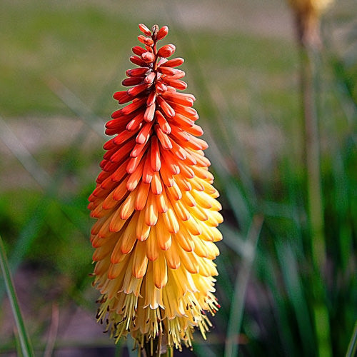 Red Hot Poker Seeds 'Royal Castle' Hybrids