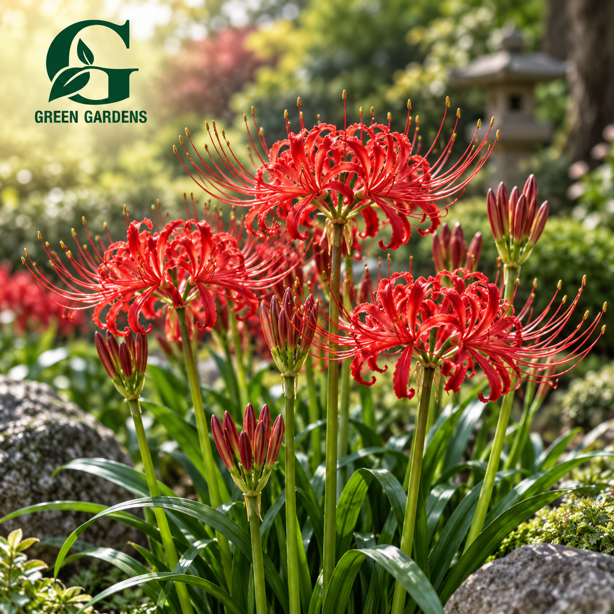 Red Spider Lily (Lycoris radiata) with bright crimson red spider-like flowers and long curved stamens – GREEN GARDENS
