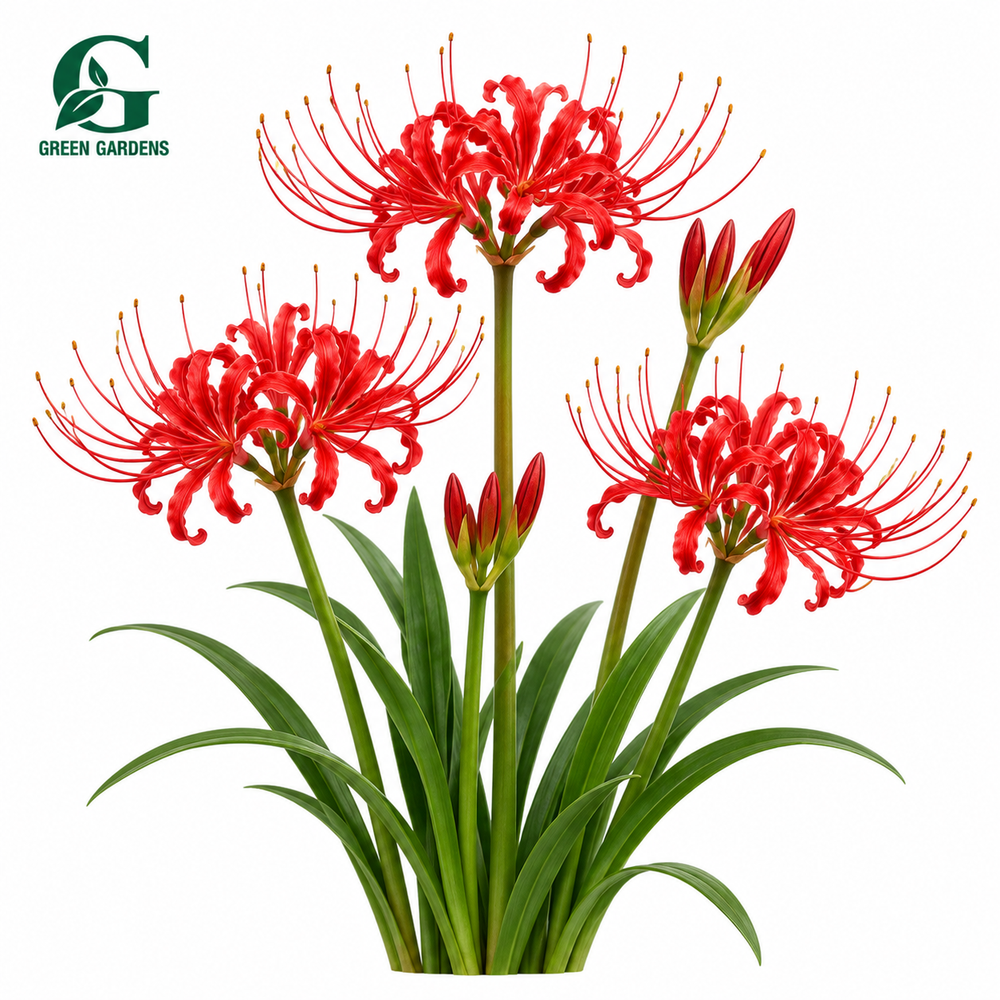 Red Spider Lily (Lycoris radiata) with bright crimson red spider-like flowers and long curved stamens – GREEN GARDENS