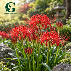 Red Spider Lily (Lycoris radiata) with bright crimson red spider-like flowers and long curved stamens – GREEN GARDENS