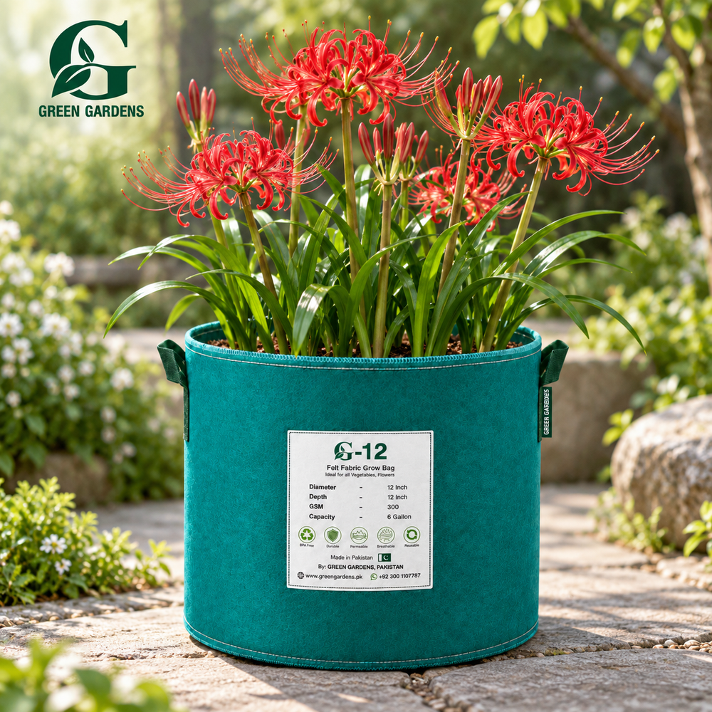 Red Spider Lily (Lycoris radiata) with bright crimson red spider-like flowers and long curved stamens – GREEN GARDENS