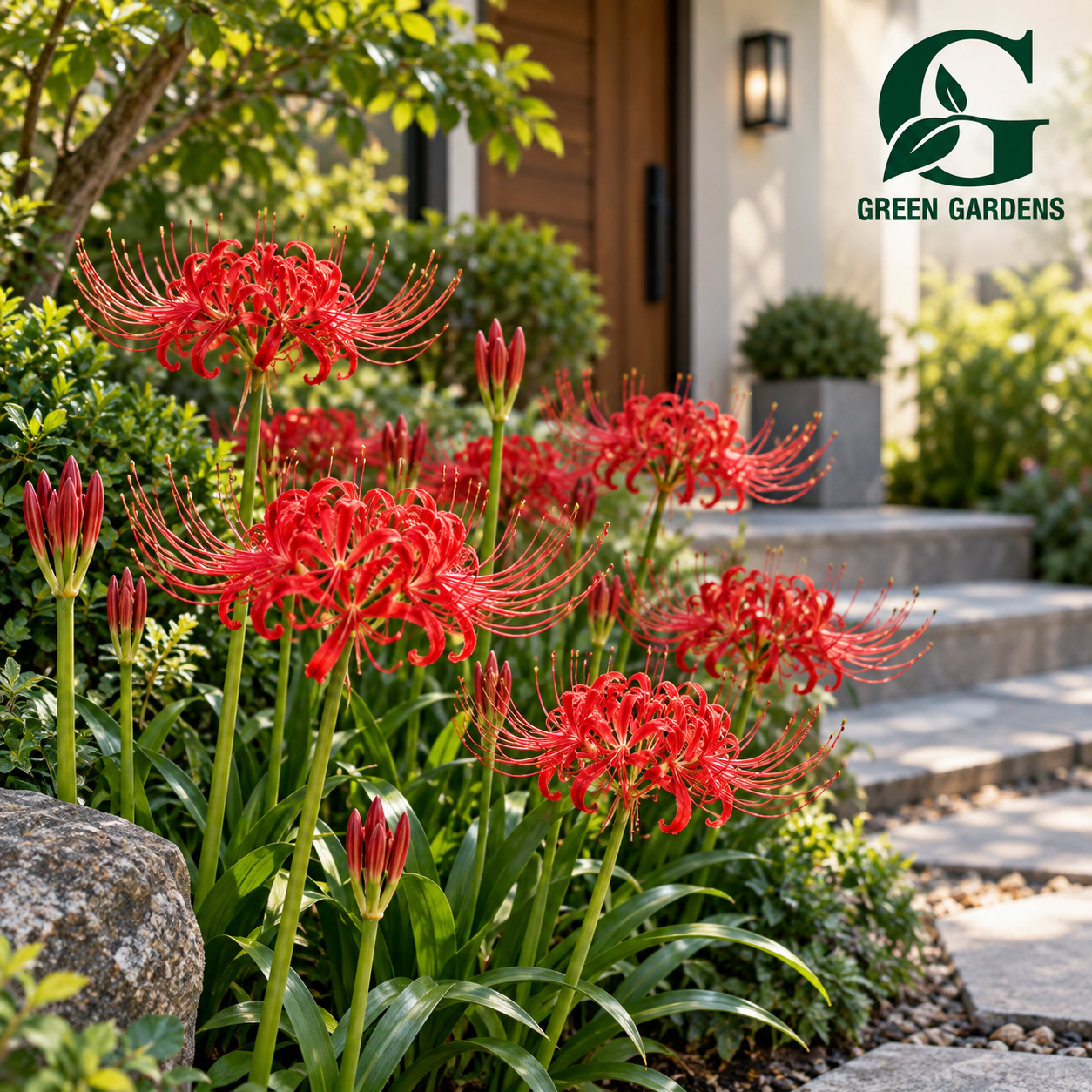 Red Spider Lily (Lycoris radiata) with bright crimson red spider-like flowers and long curved stamens – GREEN GARDENS