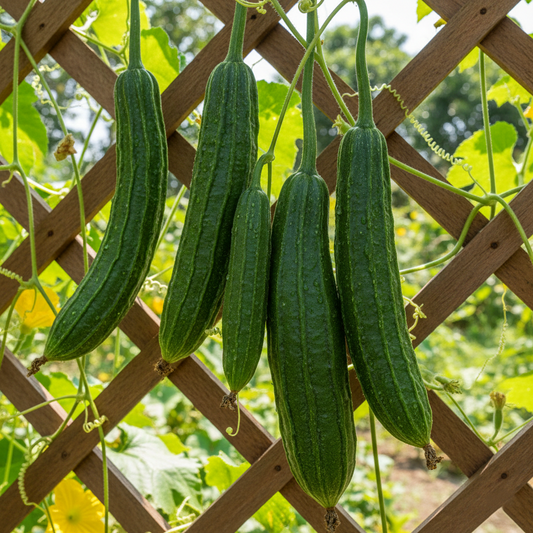 Ridge Gourd Seeds, Desi Tori - (OP Seeds) {SUMMER} کالی توری