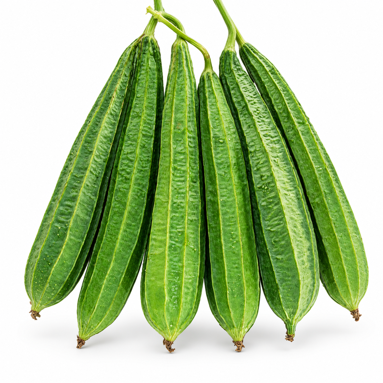 Desi Tori Ridge Gourd green elongated ridged fruits hanging from healthy climbing vines on trellis – open pollinated summer vegetable seeds Pakistan