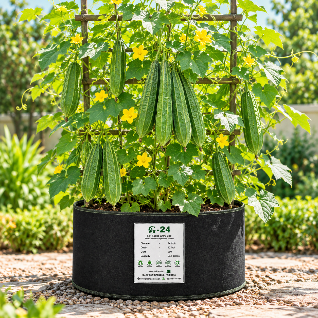 Desi Tori Ridge Gourd green elongated ridged fruits hanging from healthy climbing vines on trellis – open pollinated summer vegetable seeds Pakistan