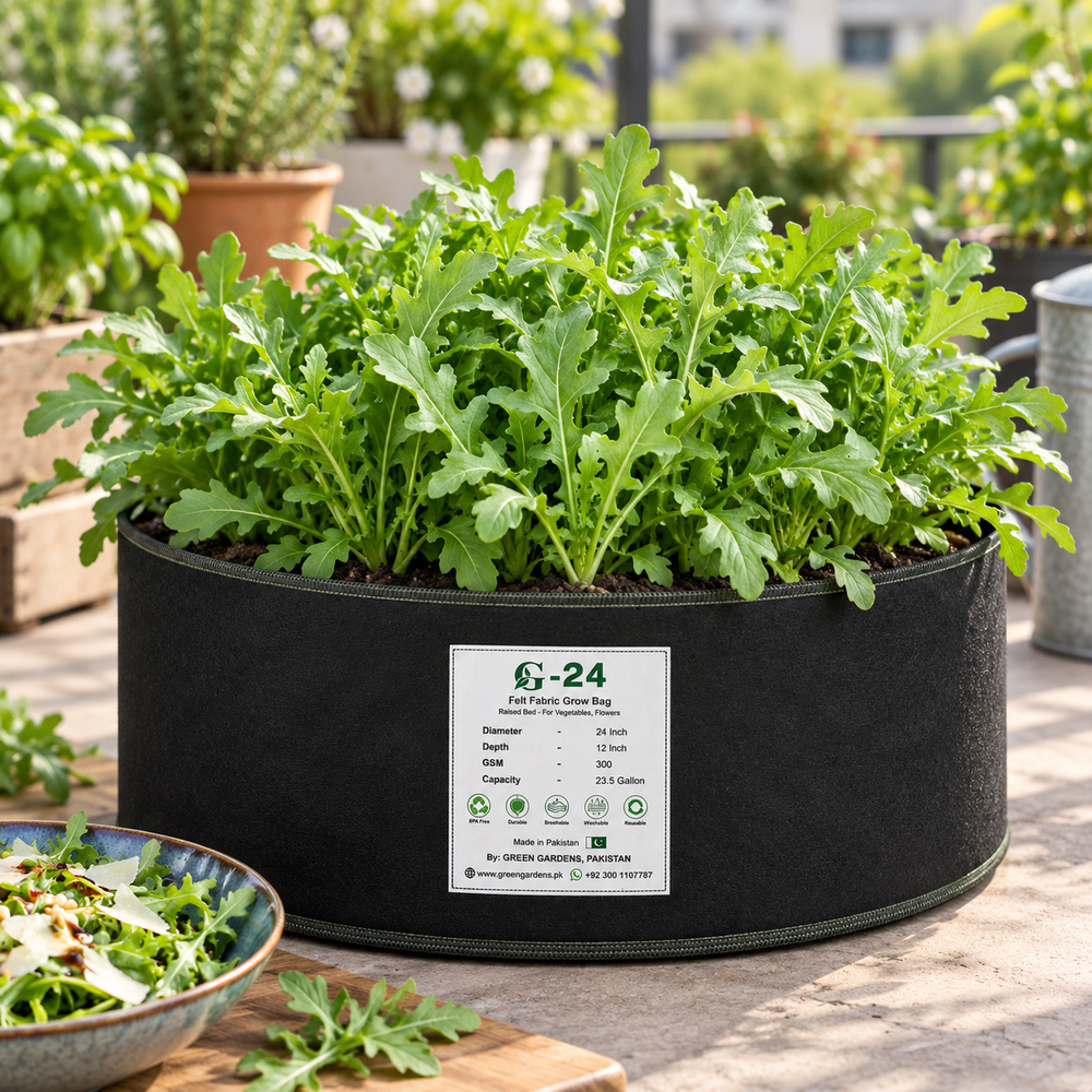 Fresh green Rocket Salad leaves with characteristic lobed shape – Arugula Rucola seeds for winter salads and home gardening in Pakistan
