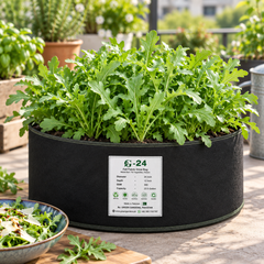 Fresh green Rocket Salad leaves with characteristic lobed shape – Arugula Rucola seeds for winter salads and home gardening in Pakistan