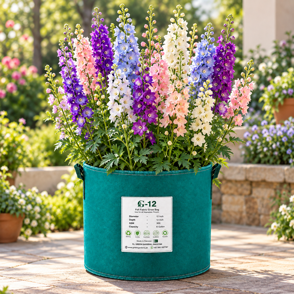 Rocket Larkspur Consolida ajacis Mix with tall blue purple pink and white flower spikes – winter seeds for beds borders grow bags and cut flowers in Pakistan