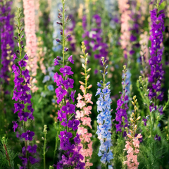 Rocket Larkspur Seeds - Mix (WINTER)