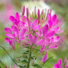 Rose Queen Spiderflower (Cleome hassleriana 'Rose Queen')