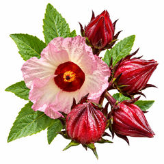 Roselle Hibiscus sabdariffa plant with red edible calyces and hibiscus-like flowers – summer seeds for home gardens and grow bags in Pakistan