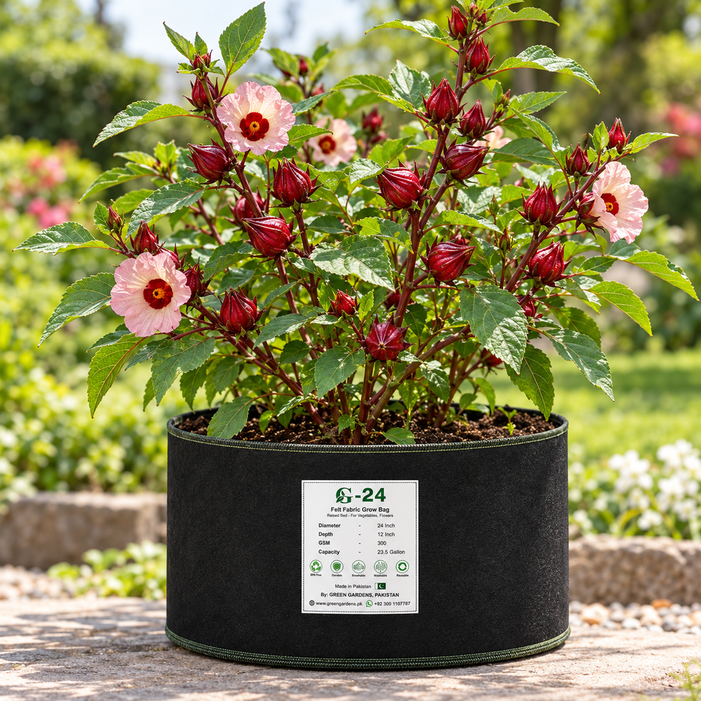 Roselle Hibiscus sabdariffa plant with red edible calyces and hibiscus-like flowers – summer seeds for home gardens and grow bags in Pakistan