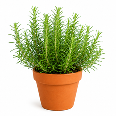 Rosemary plant with fresh aromatic green sprigs – winter herb seeds for kitchen gardening in Pakistan