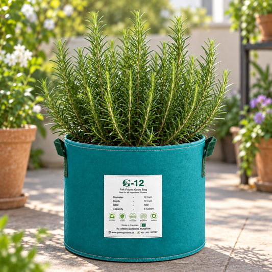 Rosemary plant with fresh aromatic green sprigs – winter herb seeds for kitchen gardening in Pakistan