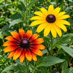 Rudbeckia Mix Coneflowers with colourful warm-toned flowers and dark centres – summer flower seeds for beds pots and grow bags in Pakistan
