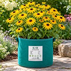 Rudbeckia Black-eyed Susan Coneflowers with bright yellow petals and dark centres – summer flower seeds for beds pots and grow bags in Pakistan