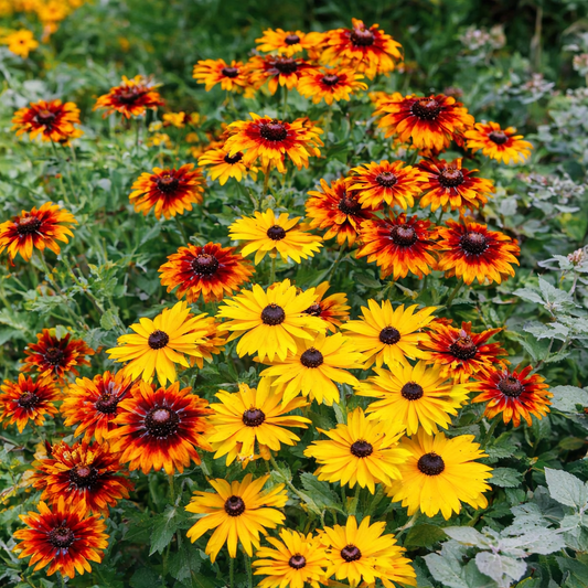 Rudbeckia - Mix Seeds (Coneflowers)