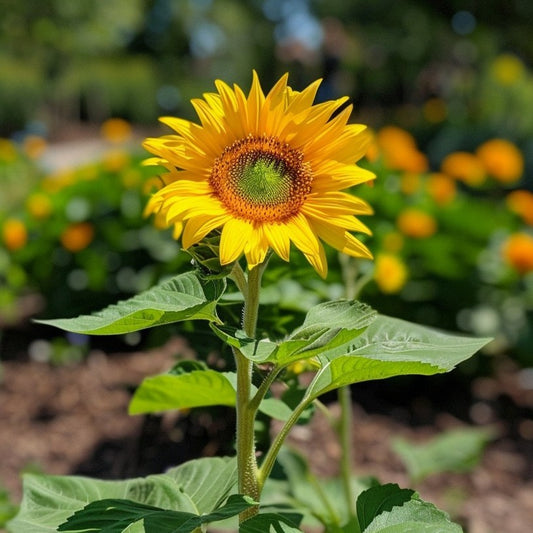 Sunflower Seeds - Big Size (SUMMER)