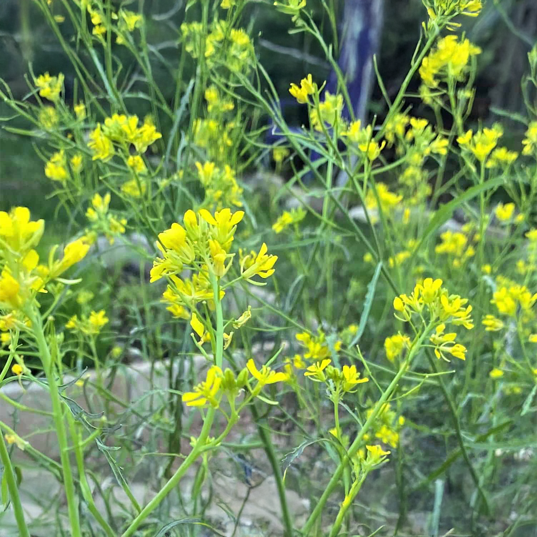 Toria Saag Seeds (Mustard) {WINTER} -  تُوریا کا ساگ