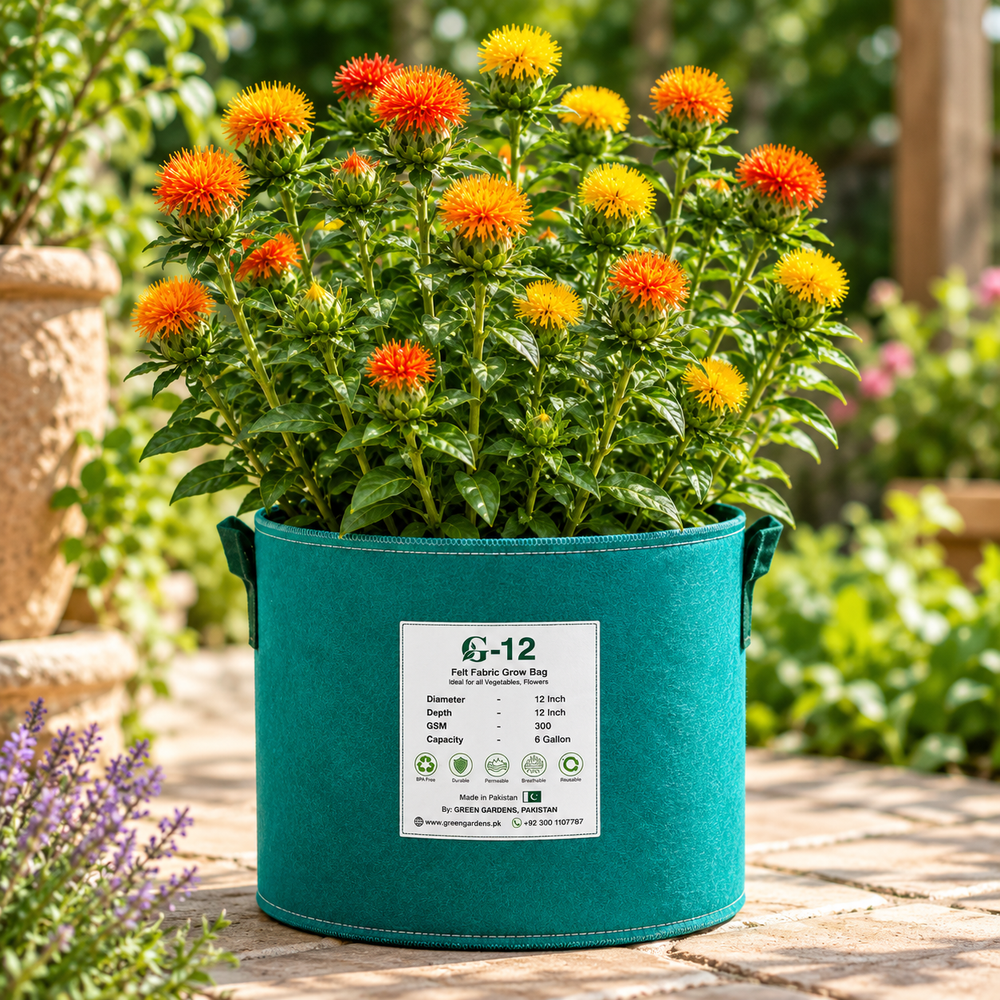 Safflower Carthamus tinctorius False Saffron with yellow and orange flowers – 100 g summer seeds for sunny gardens and growing in Pakistan