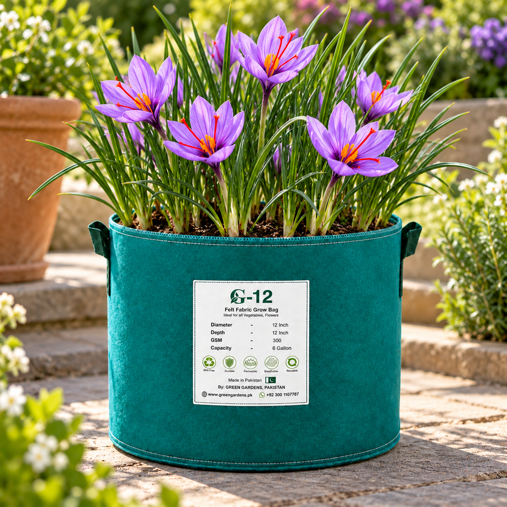 Pack of five saffron Crocus sativus planting corms – GREEN GARDENS