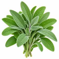Healthy Common Sage plant with aromatic grey-green leaves – Salvia officinalis OP seeds for culinary and home herb gardening in Pakistan
