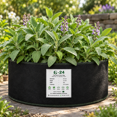 Healthy Common Sage plant with aromatic grey-green leaves – Salvia officinalis OP seeds for culinary and home herb gardening in Pakistan