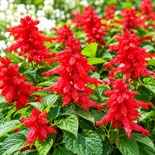 Salvia Red Salvia coccinea with bright scarlet-red tubular flower spikes – perennial winter seeds for beds borders pots and grow bags in Pakistan
