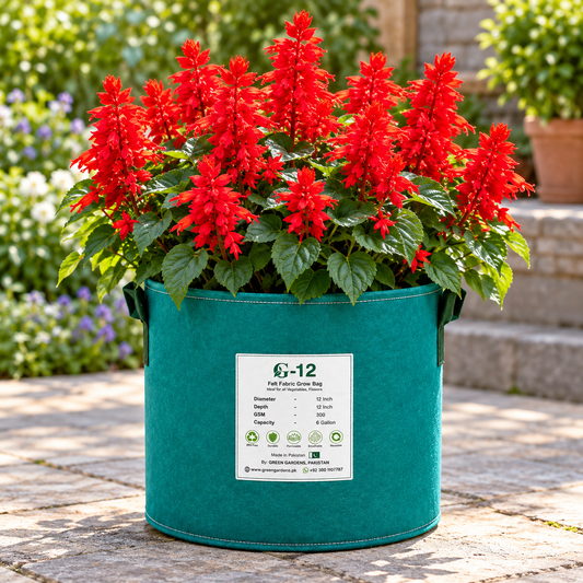 Salvia Red Salvia coccinea with bright scarlet-red tubular flower spikes – perennial winter seeds for beds borders pots and grow bags in Pakistan