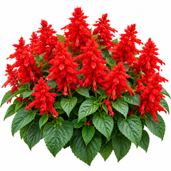 Salvia Red Salvia coccinea with bright scarlet-red tubular flower spikes – perennial winter seeds for beds borders pots and grow bags in Pakistan