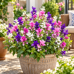 Salvia Tricolor Mix Salvia viridis Painted Sage with pink purple and white colourful bracts – winter flower seeds for beds borders pots grow bags and cut flowers in Pakistan