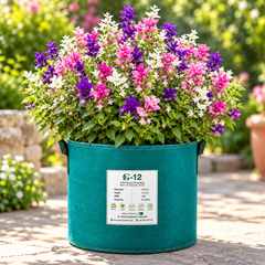 Salvia Tricolor Mix Salvia viridis Painted Sage with pink purple and white colourful bracts – winter flower seeds for beds borders pots grow bags and cut flowers in Pakistan