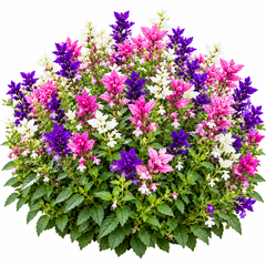 Salvia Tricolor Mix Salvia viridis Painted Sage with pink purple and white colourful bracts – winter flower seeds for beds borders pots grow bags and cut flowers in Pakistan