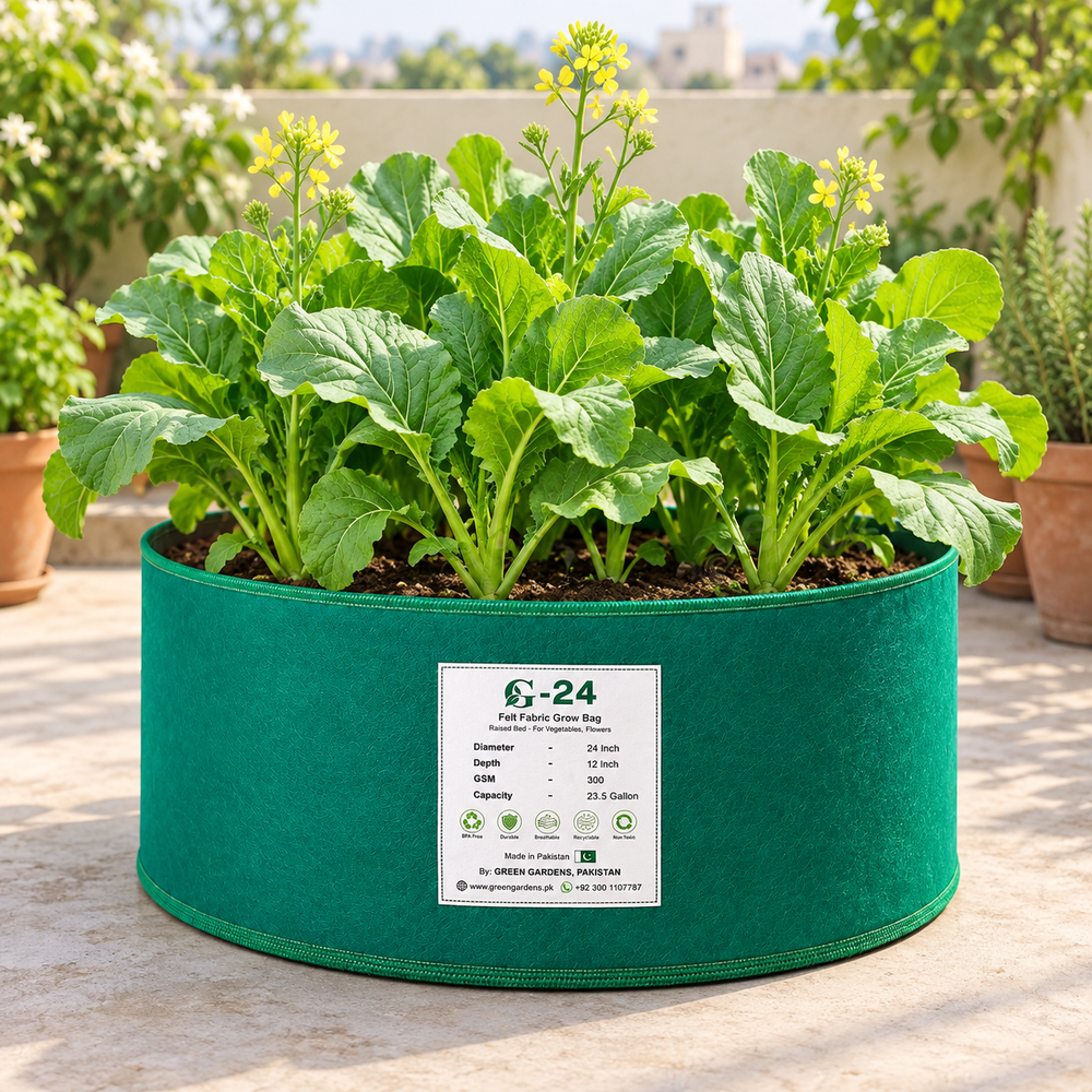 Fresh broad green Sarson Saag mustard leaves growing on healthy Brassica juncea plants – traditional winter saag seeds for home gardening in Pakistan