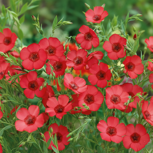 Scarlett Flax Seeds - Linum Grandiflorum