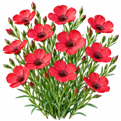 Scarlet Flax Linum grandiflorum with bright red summer flowers – flower seeds for sunny beds borders pots and grow bags in Pakistan