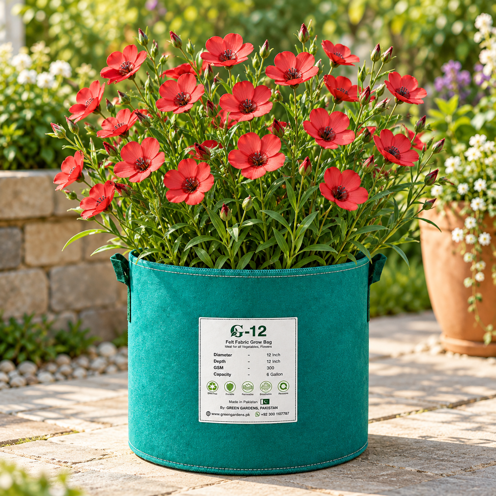 Scarlet Flax Linum grandiflorum with bright red summer flowers – flower seeds for sunny beds borders pots and grow bags in Pakistan