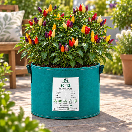 Compact Seven Colour Pepper plant covered with multicolour ornamental chillies in purple, yellow, orange and red shades – colourful pepper seeds for home gardening in Pakistan