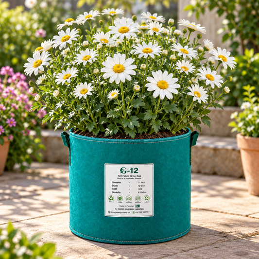 Shasta Daisy Mayfield Giant Leucanthemum x superbum with large pure white flowers and golden yellow centres – winter perennial seeds for beds borders grow bags and cut flowers in Pakistan