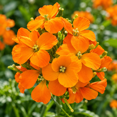 Siberian Wallflower Erysimum x allionii with bright fragrant orange flower clusters – winter seeds for beds borders rock gardens pots and grow bags in Pakistan
