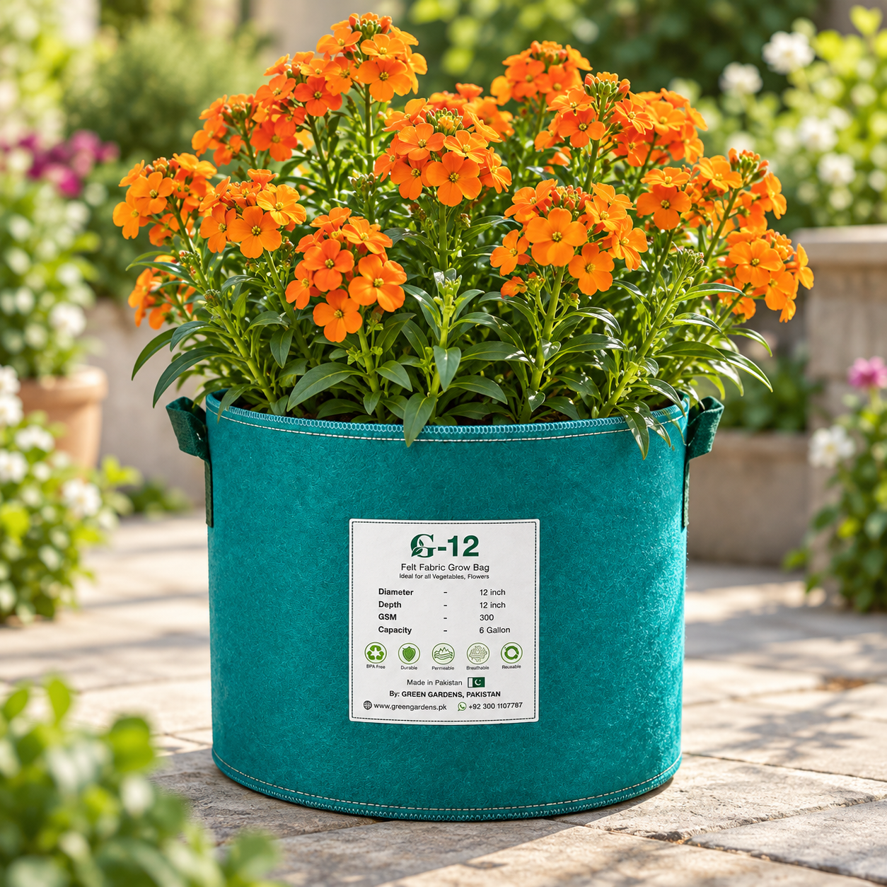 Siberian Wallflower Erysimum x allionii with bright fragrant orange flower clusters – winter seeds for beds borders rock gardens pots and grow bags in Pakistan