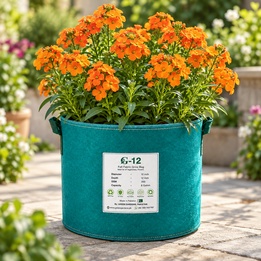 Siberian Wallflower Erysimum x allionii with bright fragrant orange flower clusters – winter seeds for beds borders rock gardens pots and grow bags in Pakistan