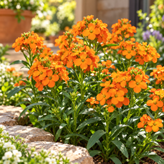 Siberian Wallflower Erysimum x allionii with bright fragrant orange flower clusters – winter seeds for beds borders rock gardens pots and grow bags in Pakistan